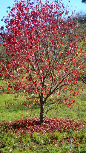 tree with red fall leaves